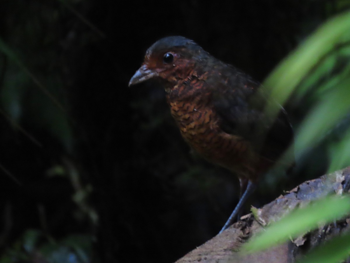 Giant Antpitta - Hugo Foxonet