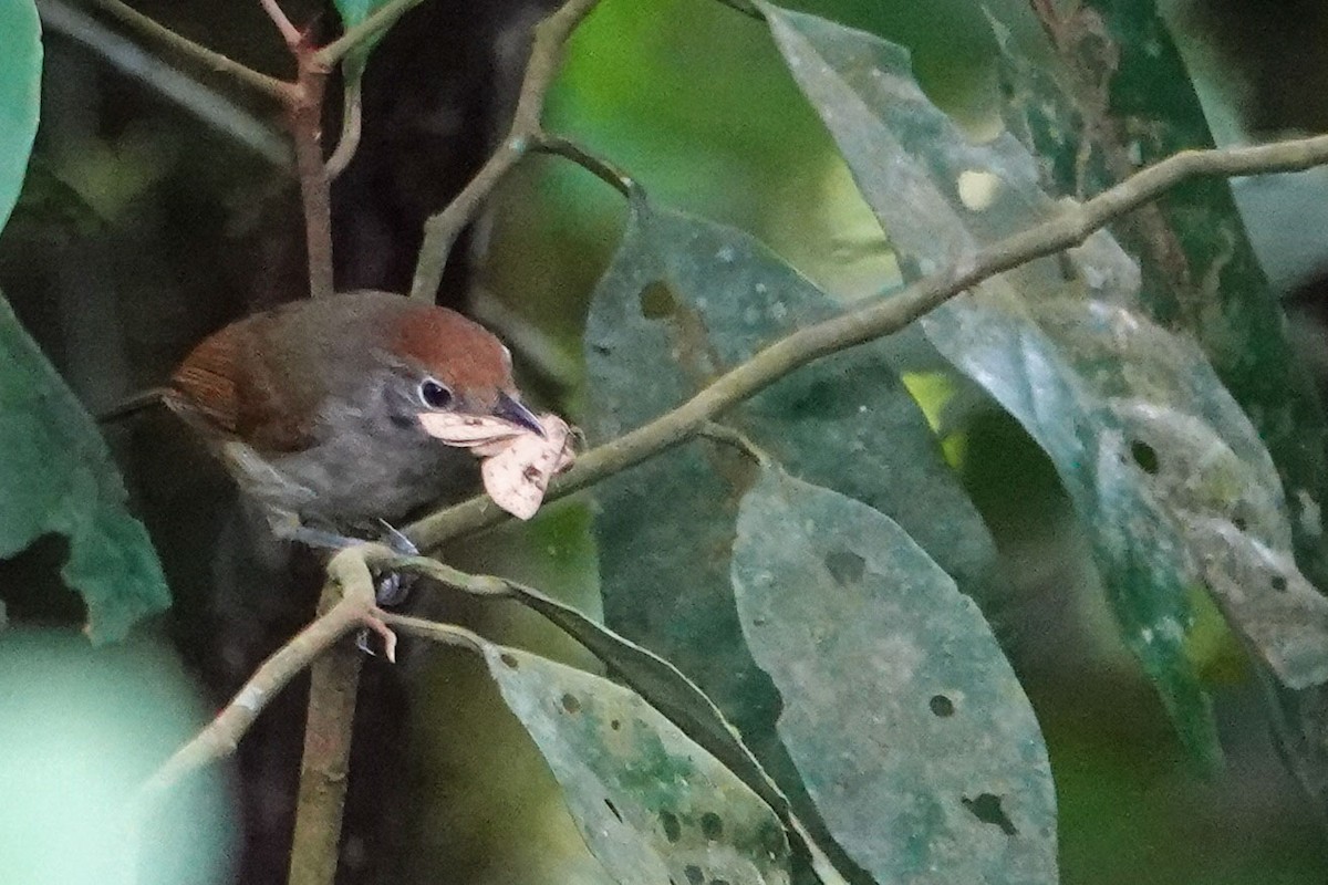 Plain Antvireo - Celesta von Chamier