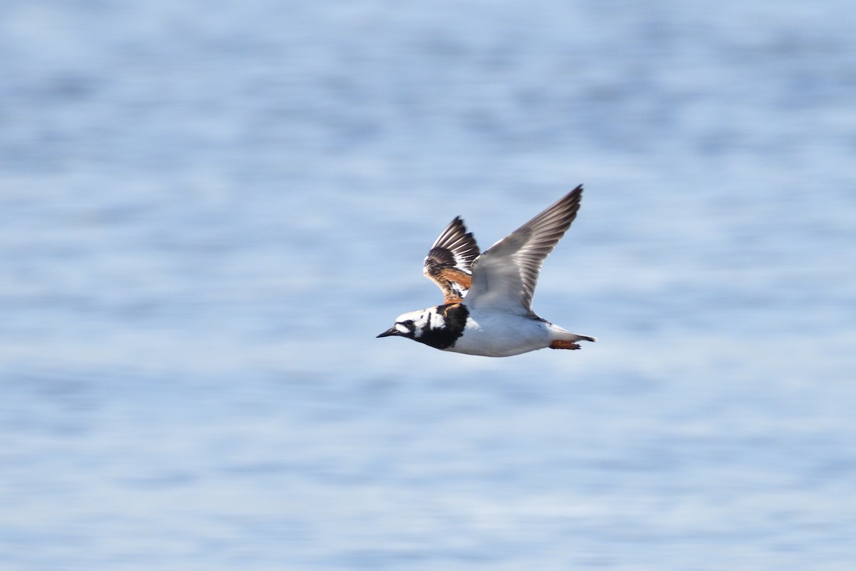 Ruddy Turnstone - Megan Gray