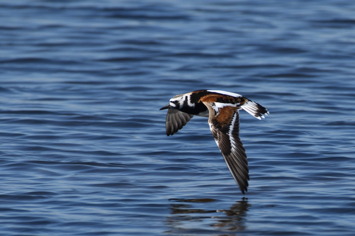 Ruddy Turnstone - Megan Gray