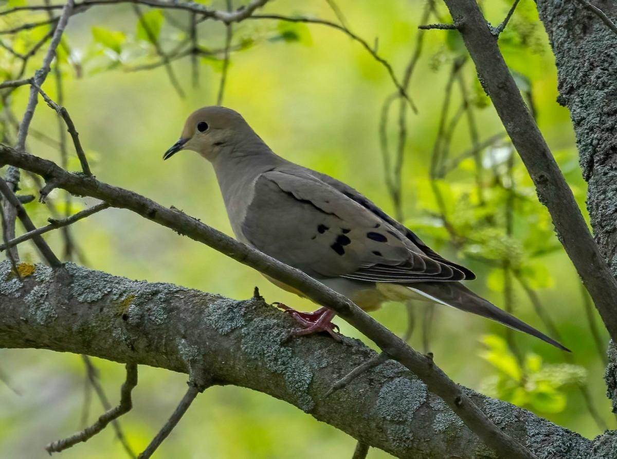 Mourning Dove - ML619542616