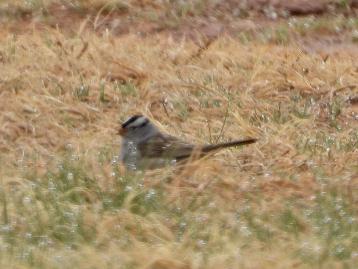 White-crowned Sparrow - Katie Conlin