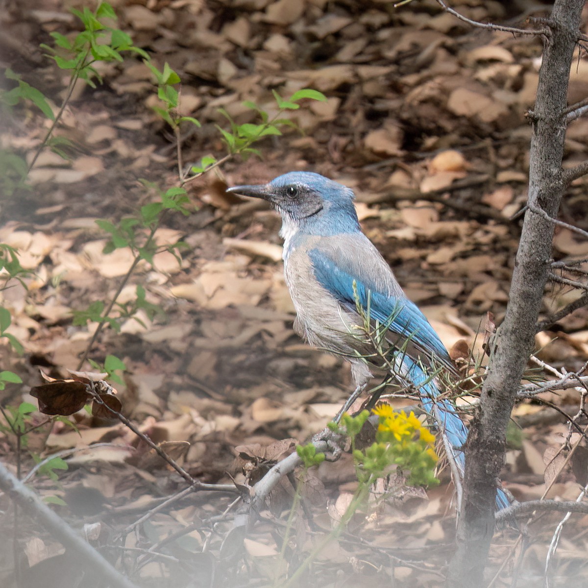 Woodhouse's Scrub-Jay - Anonymous