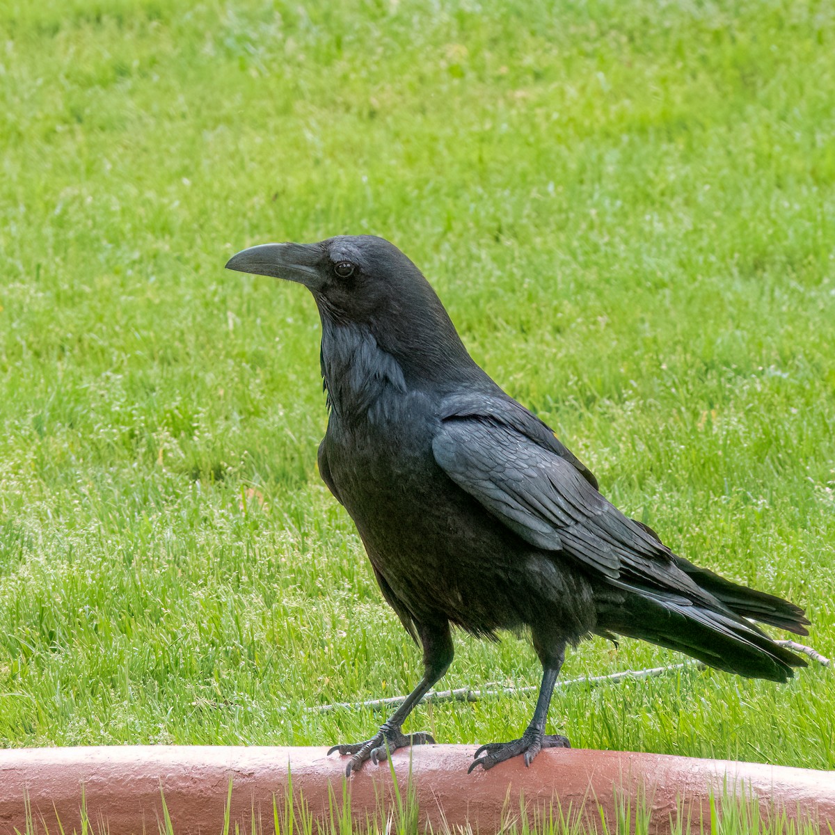 Common Raven - Anonymous