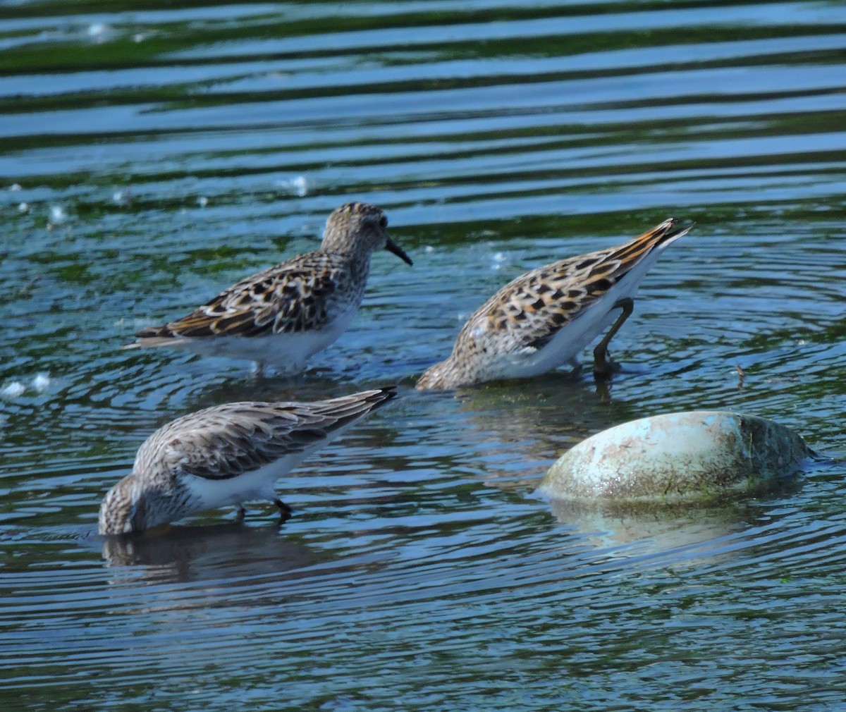 Least Sandpiper - Eric Michael