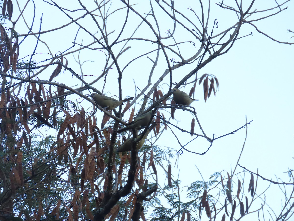 Palm Tanager - Márcio Alves Cardoso