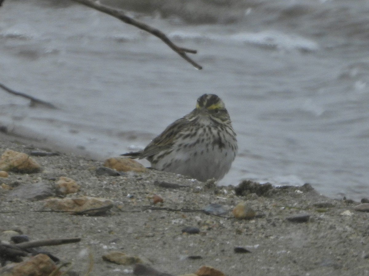 Savannah Sparrow - Katie Conlin