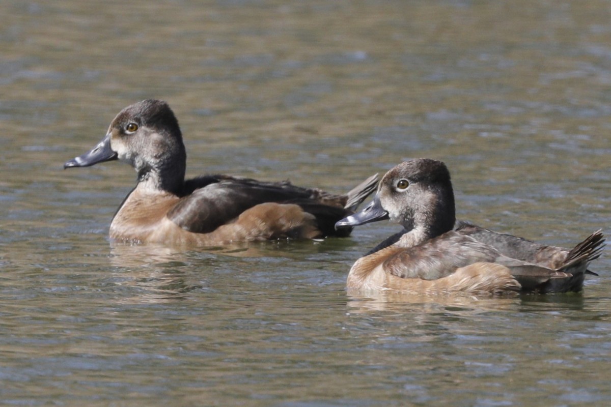 Ring-necked Duck - Jun Tsuchiya