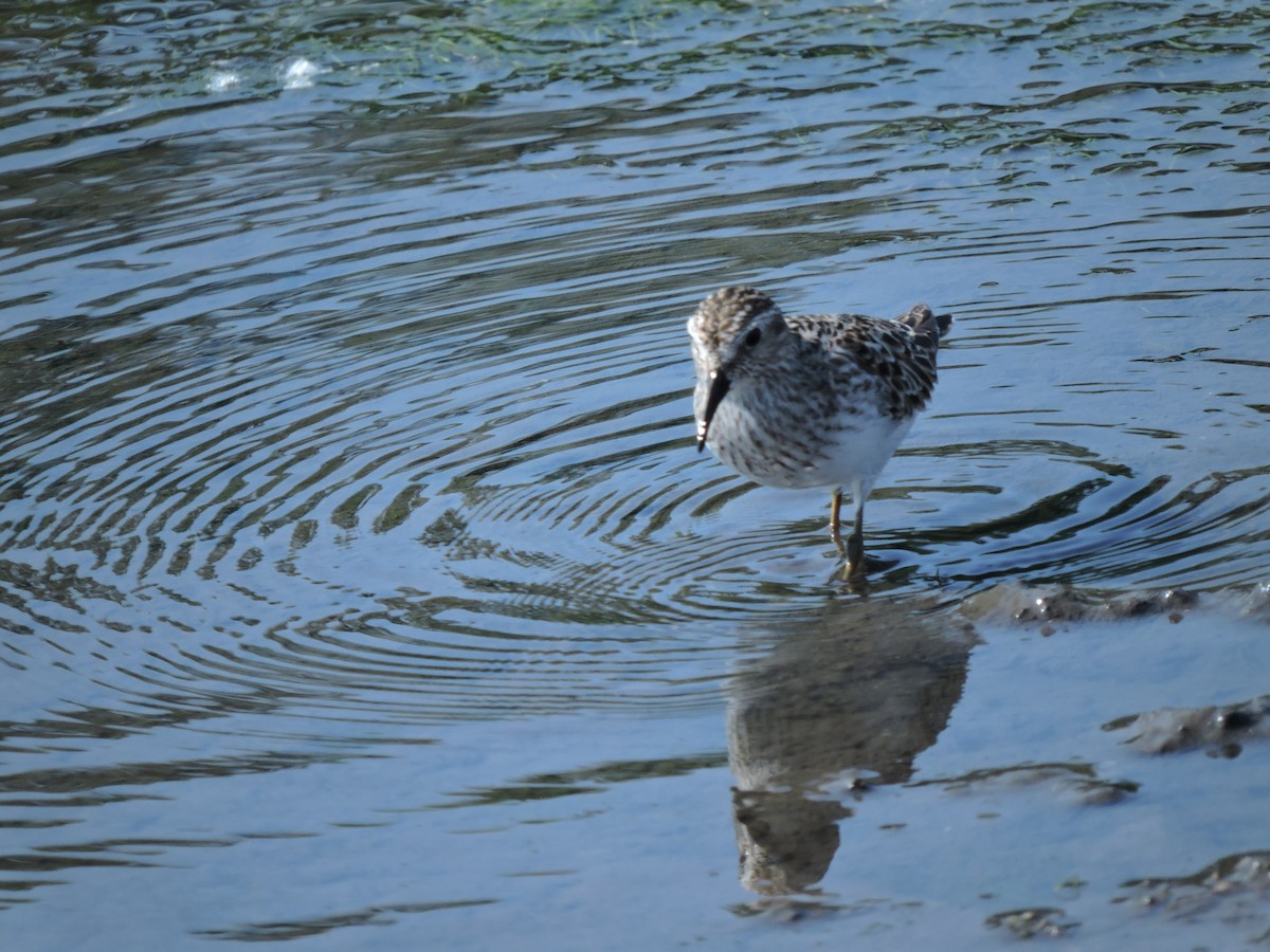 Least Sandpiper - Eric Michael