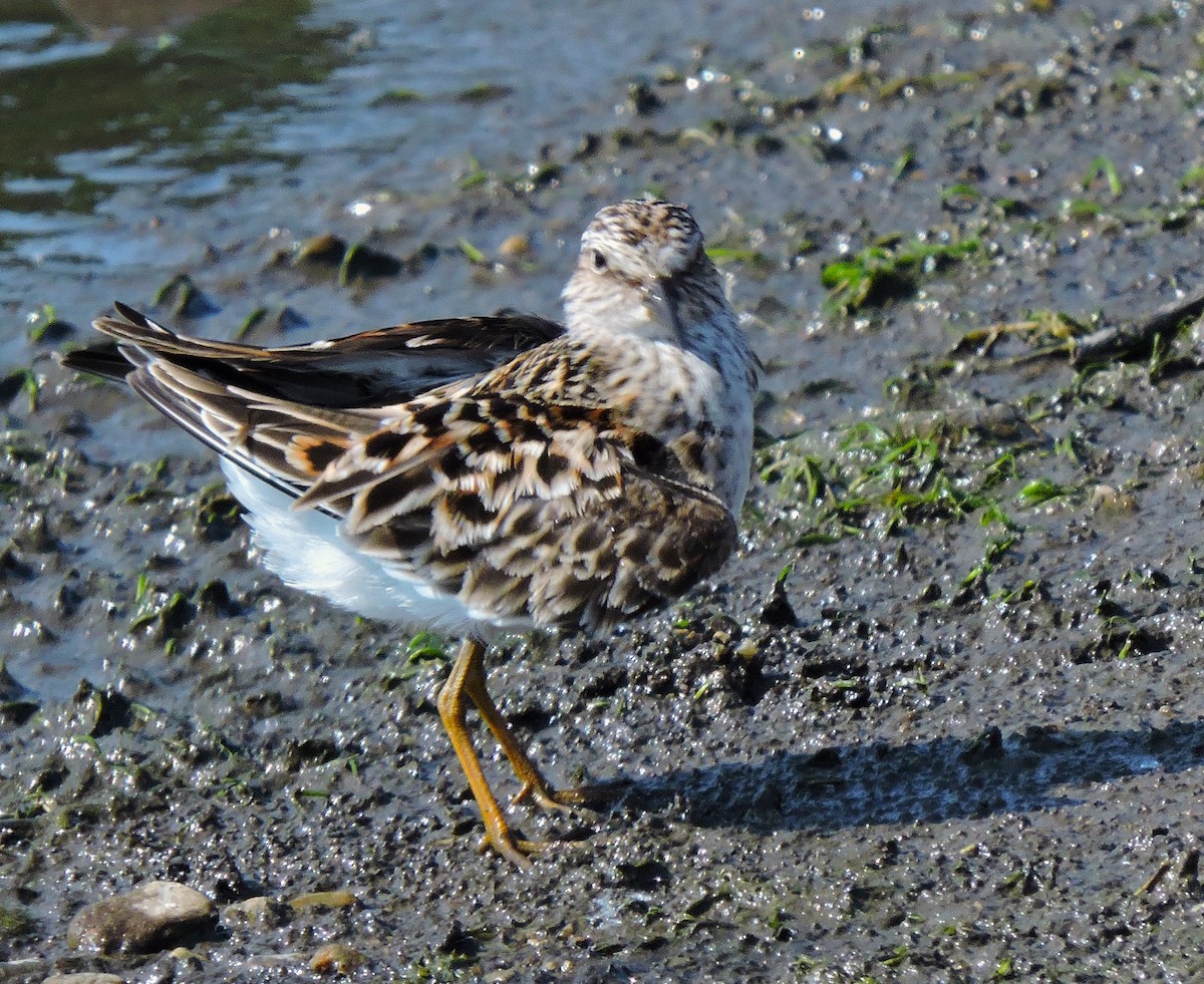 Least Sandpiper - ML619542642