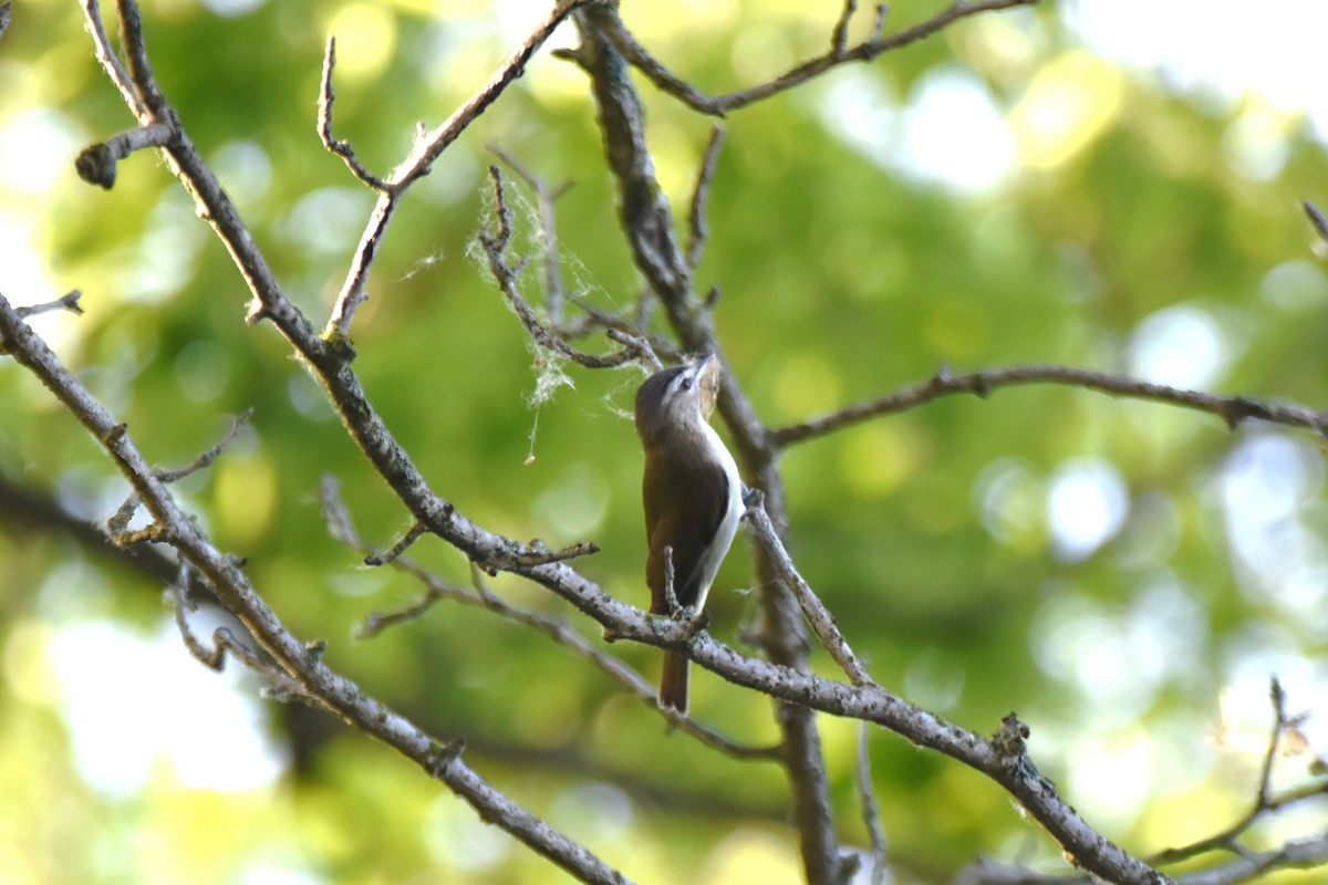 Vireo Ojirrojo - ML619542644