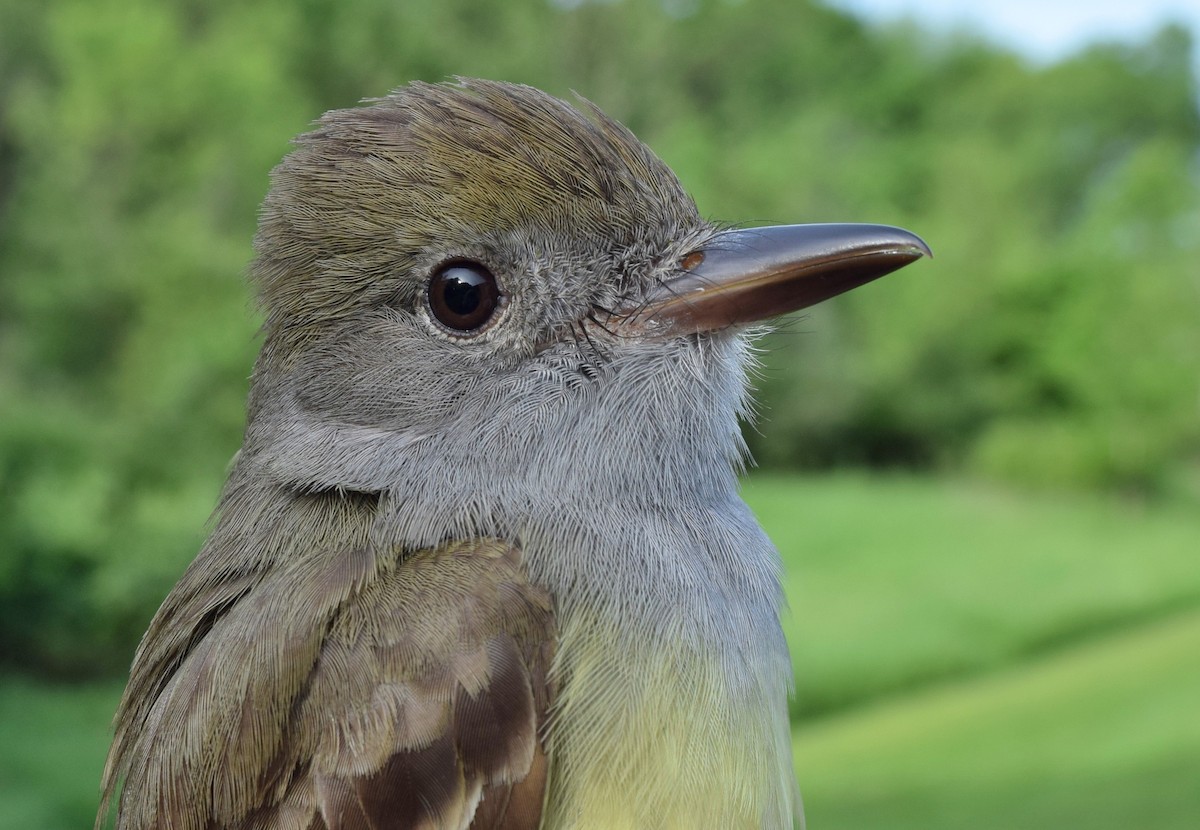 Great Crested Flycatcher - ML619542647