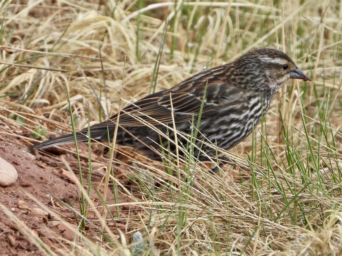 Red-winged Blackbird - Katie Conlin