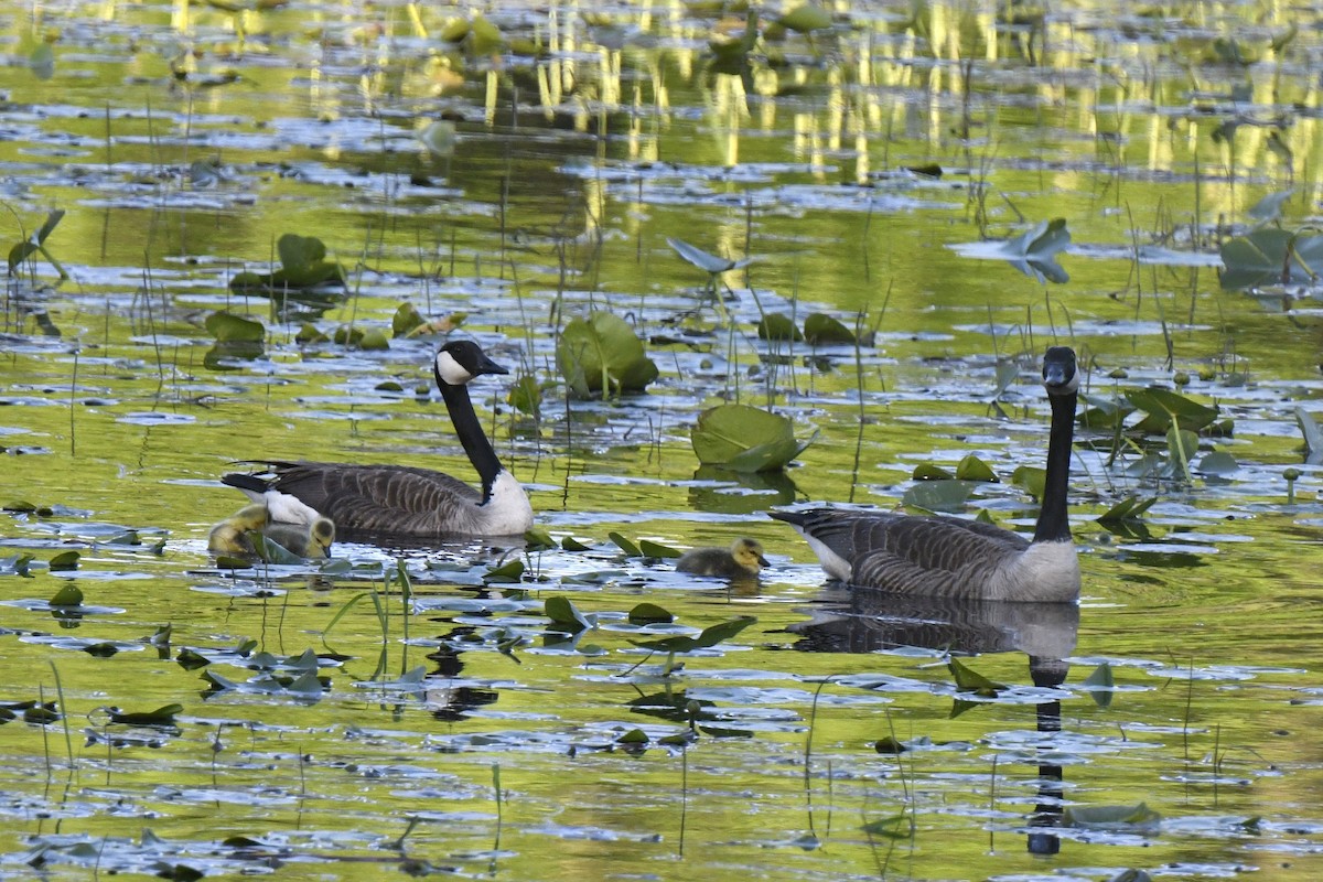 Canada Goose - Kazumi Ohira