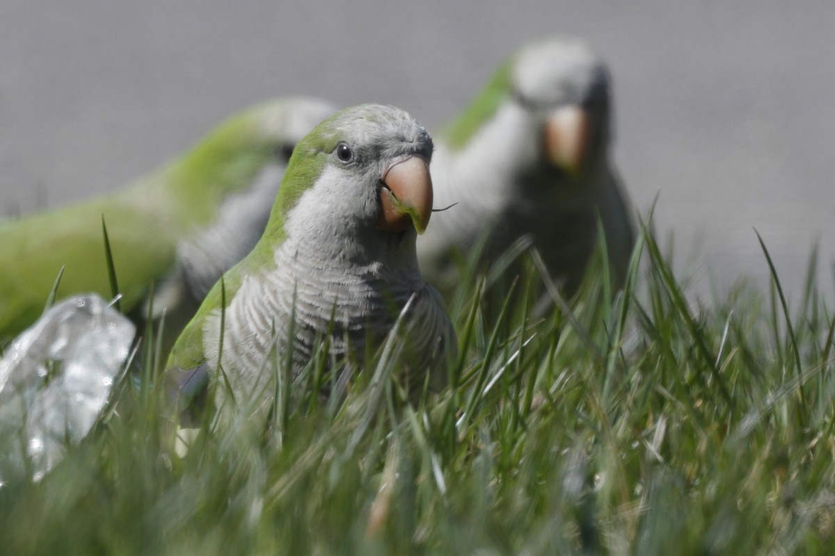 Monk Parakeet - Jun Tsuchiya