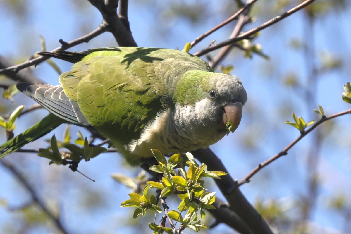 Monk Parakeet - Jun Tsuchiya