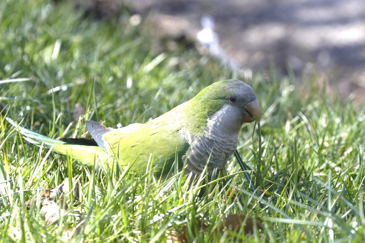 Monk Parakeet - Jun Tsuchiya