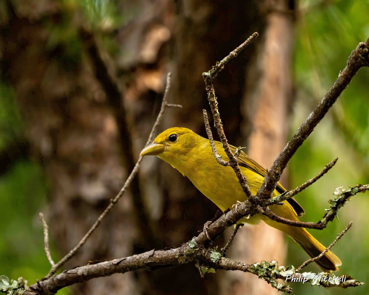 Summer Tanager - Philip Mitchell