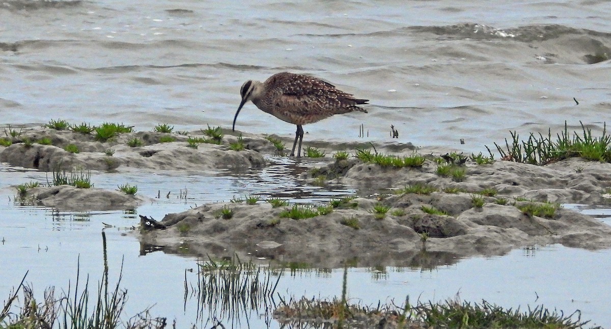 Whimbrel - Jock McCracken