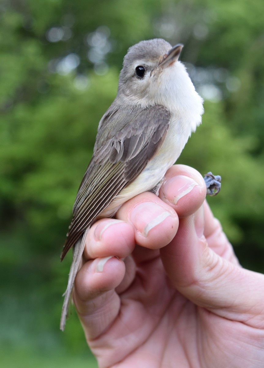 Warbling Vireo - Olivia Smith