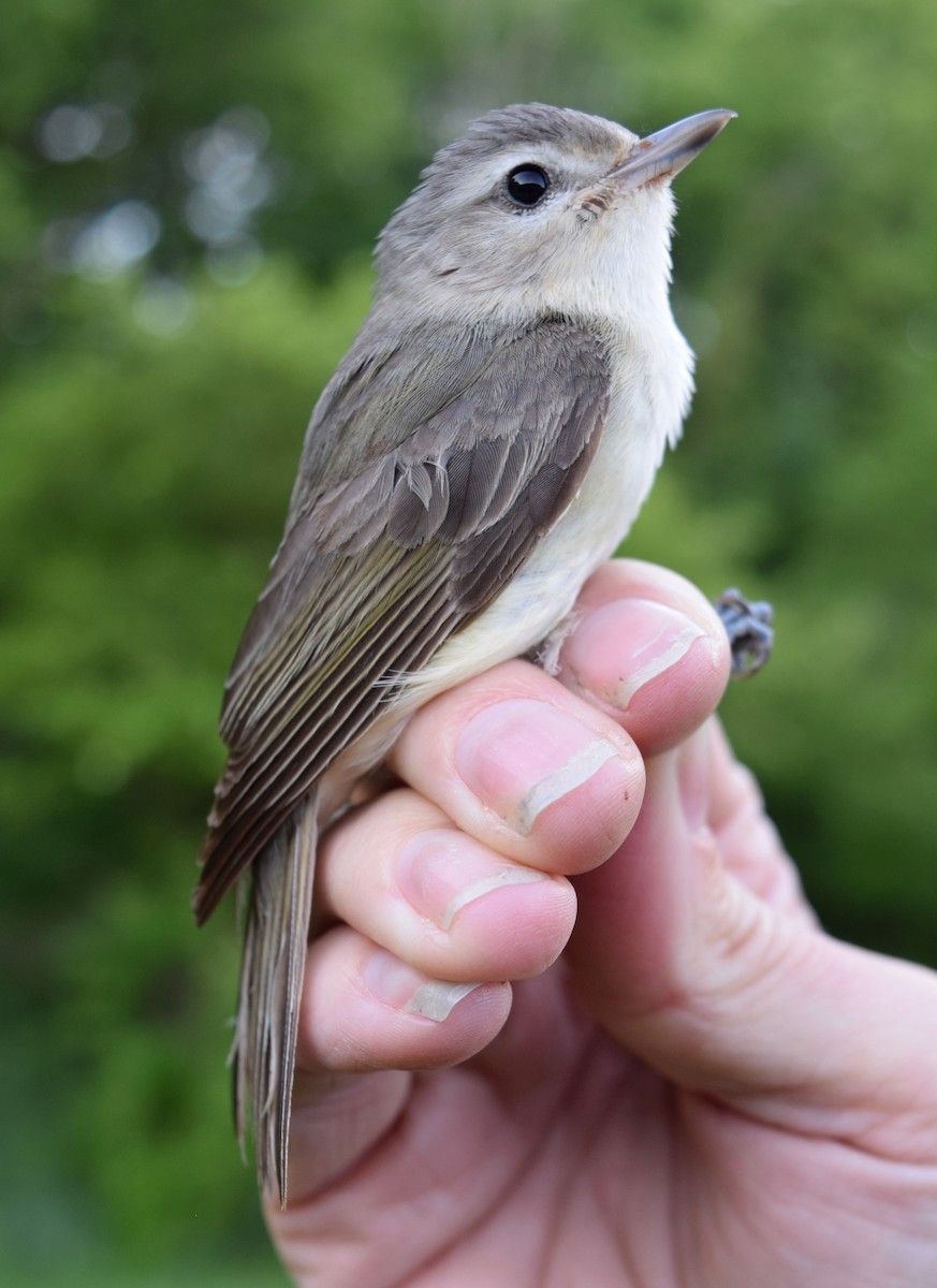 Warbling Vireo - ML619542671