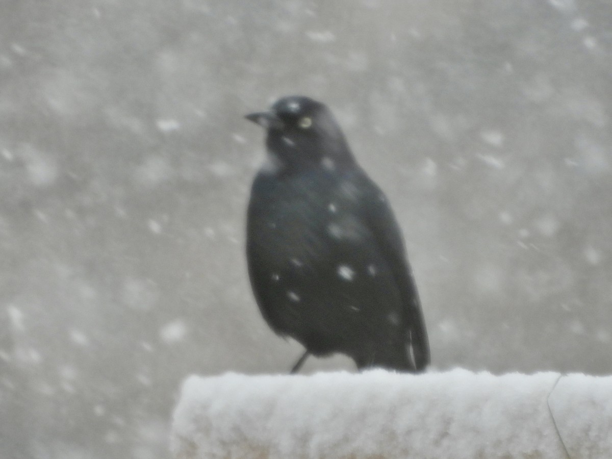 Brewer's Blackbird - ML619542676