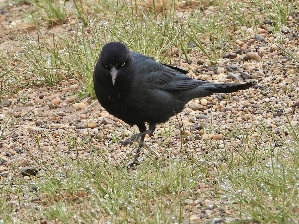 Brewer's Blackbird - ML619542677