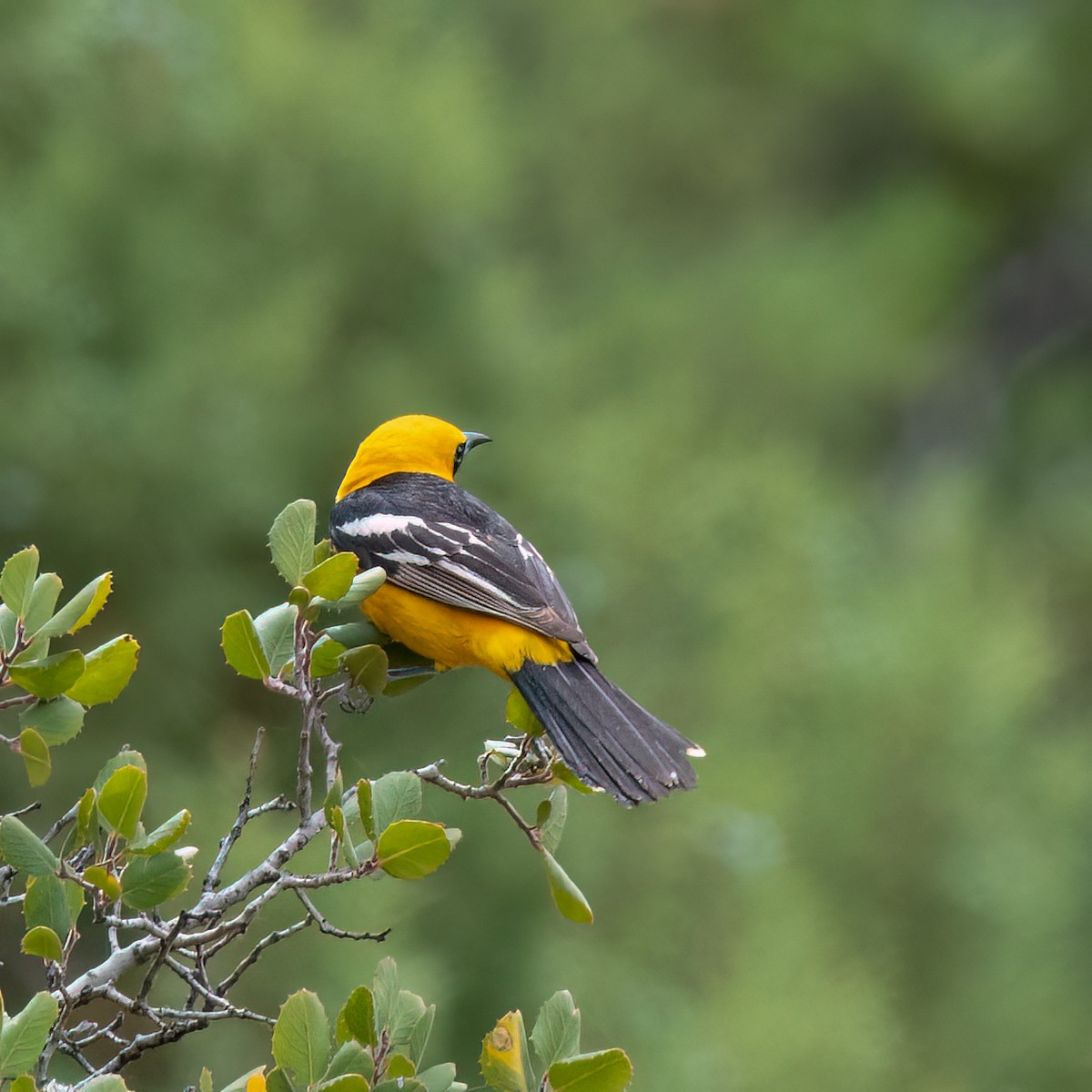 Bullock's Oriole - Anonymous