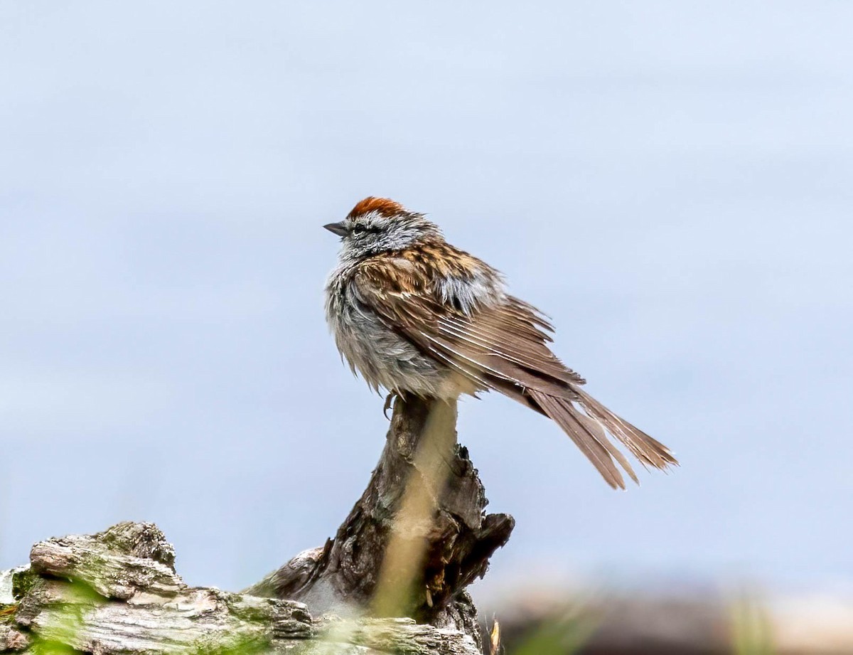 Chipping Sparrow - Dan Parliament