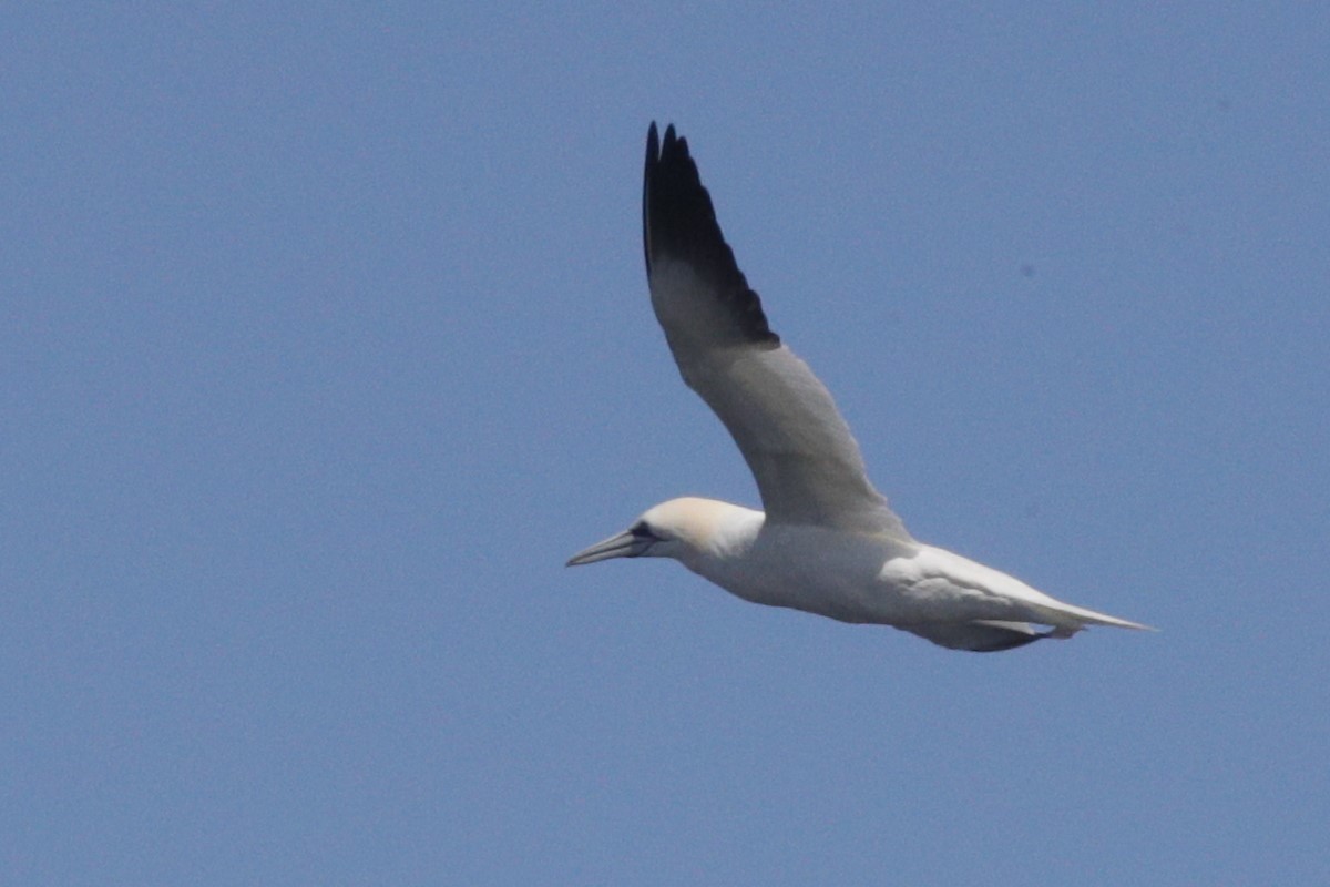 Northern Gannet - Jun Tsuchiya