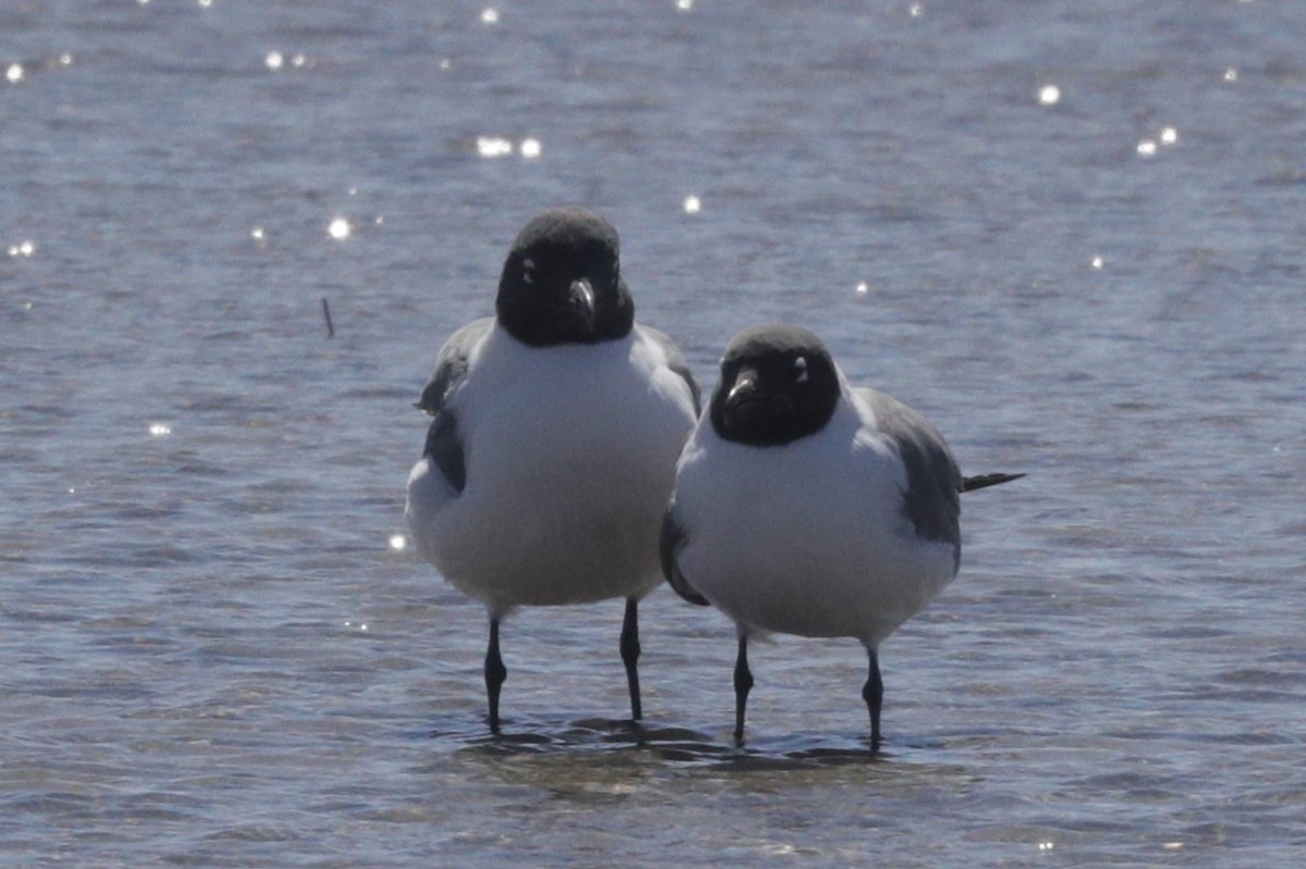 Laughing Gull - Jun Tsuchiya