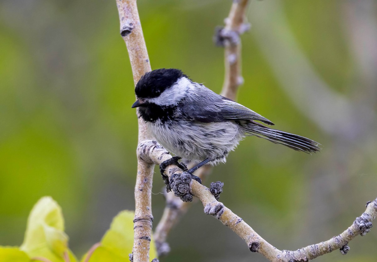 Black-capped Chickadee - Dan Parliament