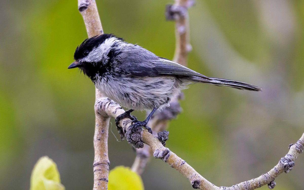 Black-capped Chickadee - Dan Parliament