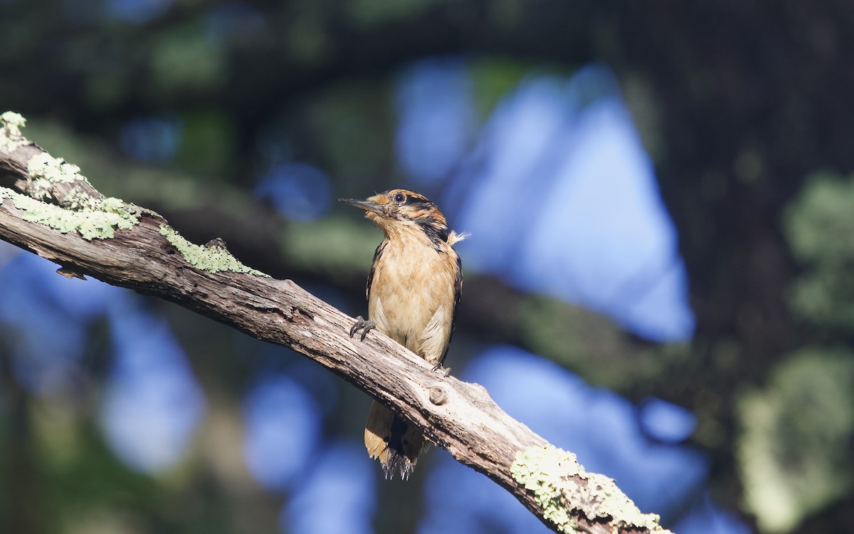 Hairy Woodpecker - ML619542707