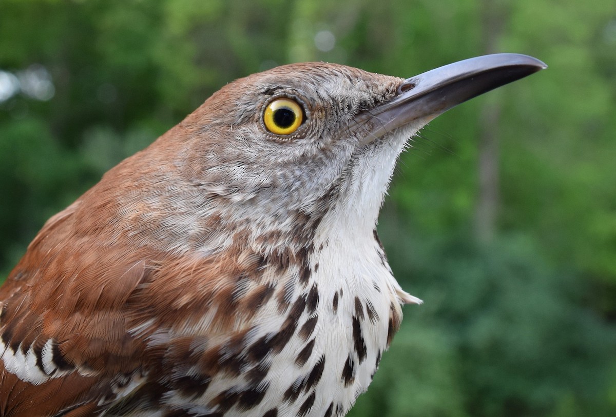 Brown Thrasher - ML619542711