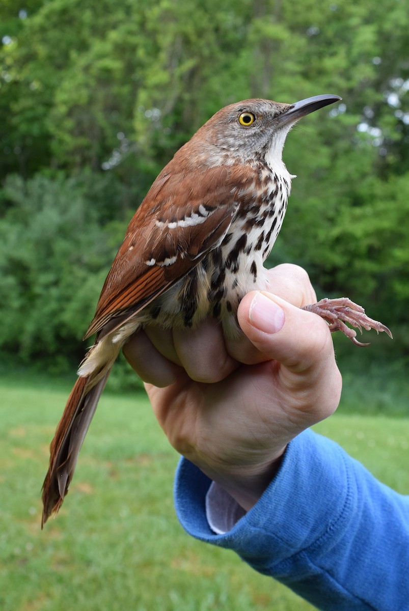 Brown Thrasher - ML619542712