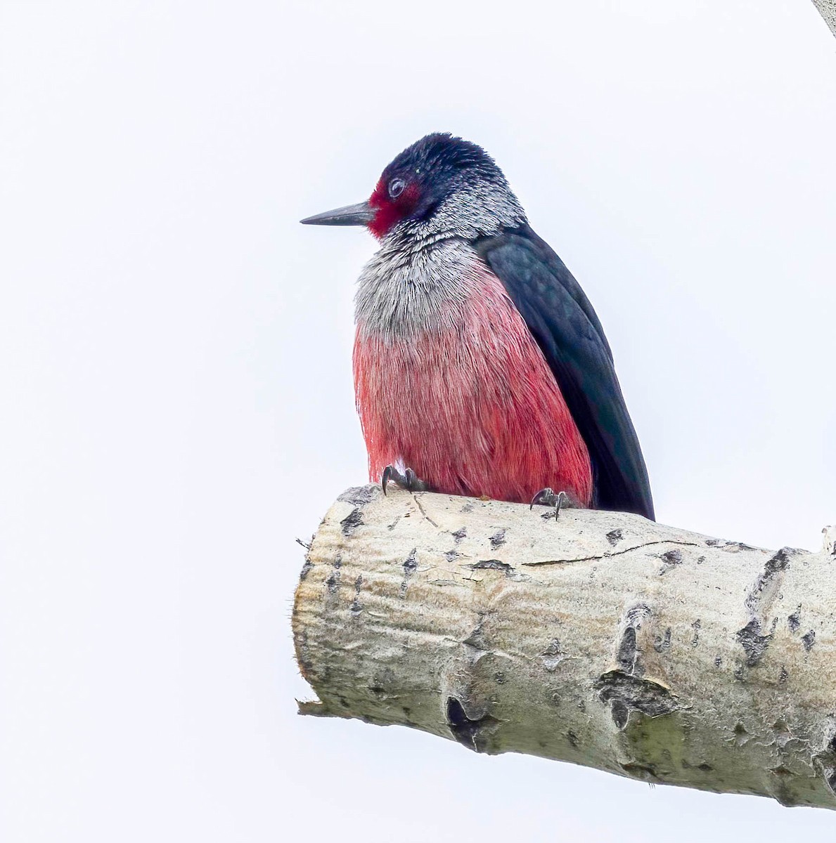 Lewis's Woodpecker - ML619542717