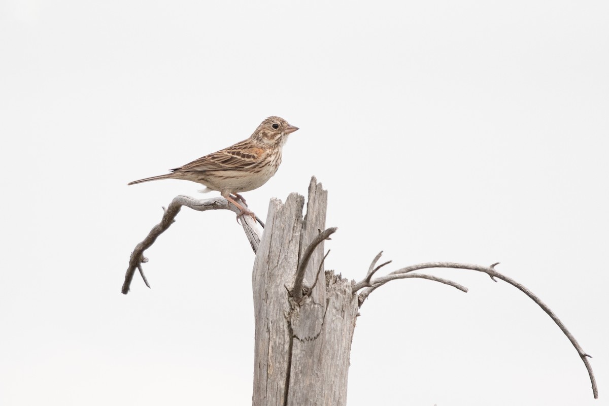 Vesper Sparrow - ML619542720