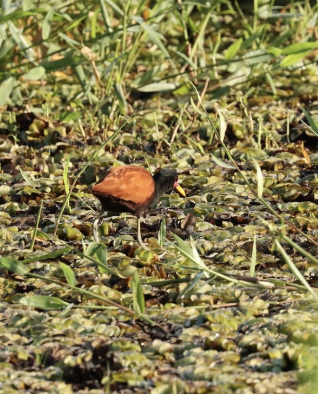 Wattled Jacana - Janaina Souza