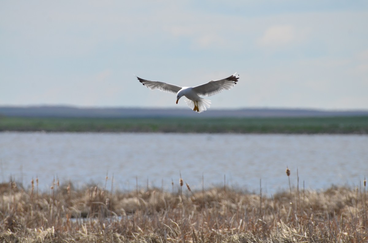 California Gull - Carmen Tavares