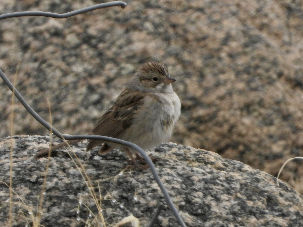 Brewer's Sparrow - Katie Conlin