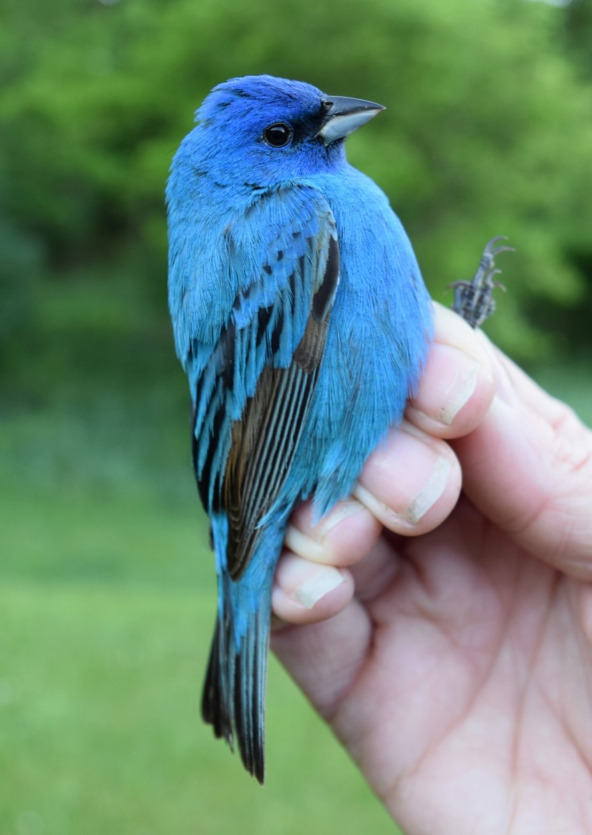 Indigo Bunting - Olivia Smith