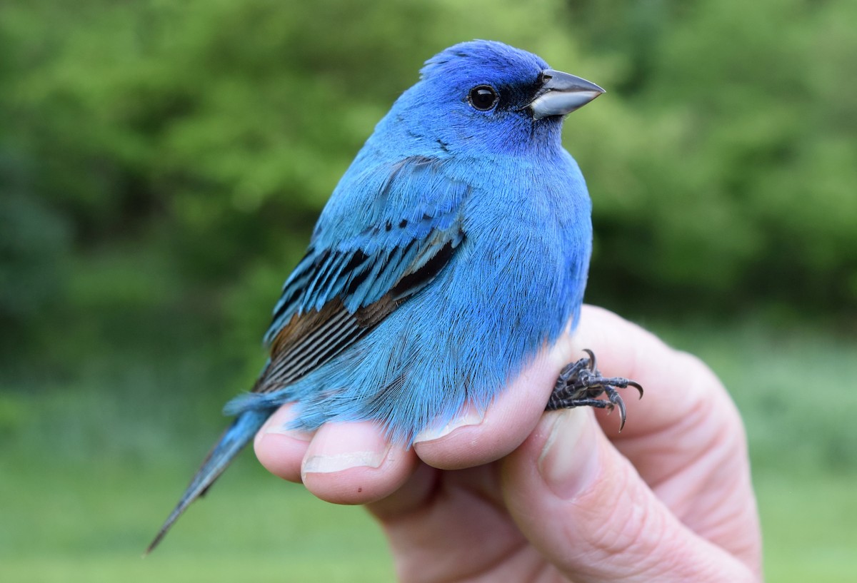 Indigo Bunting - ML619542751