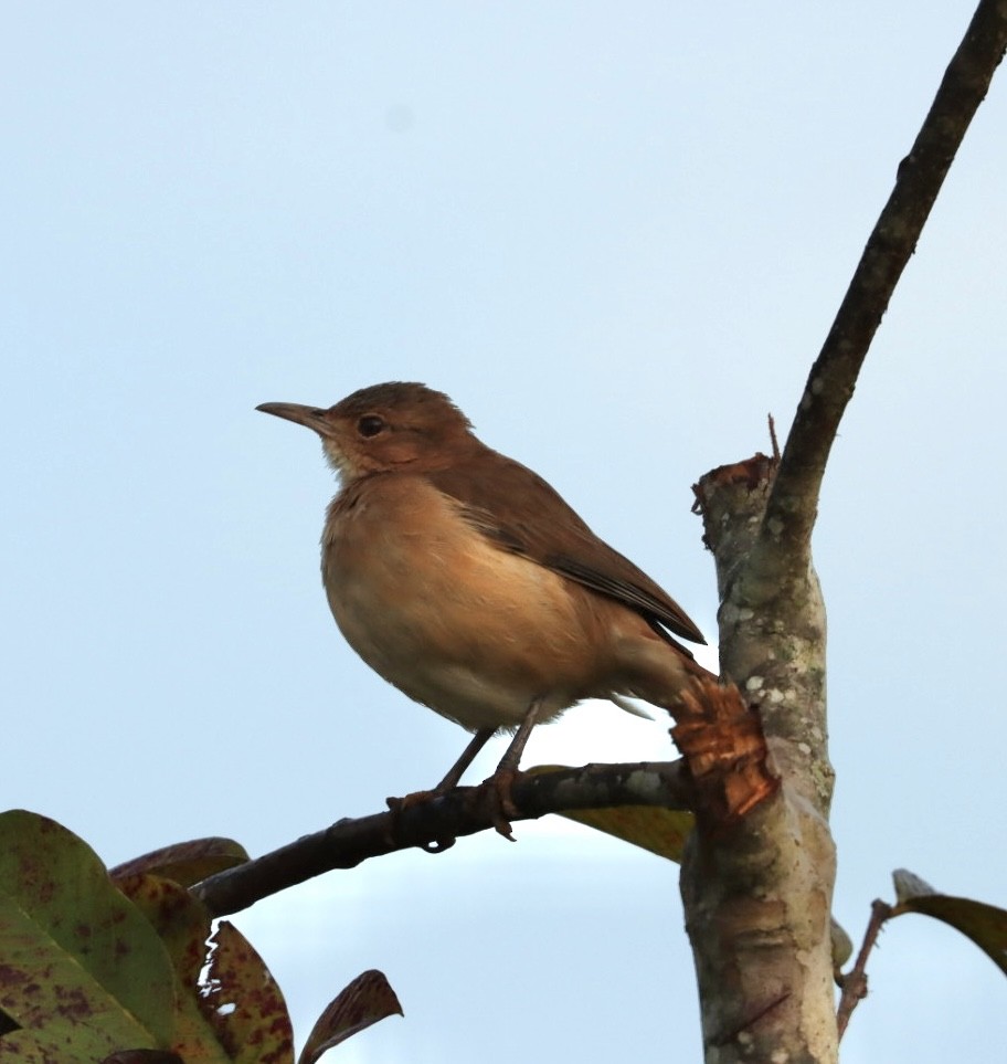 Rufous Hornero - Janaina Souza