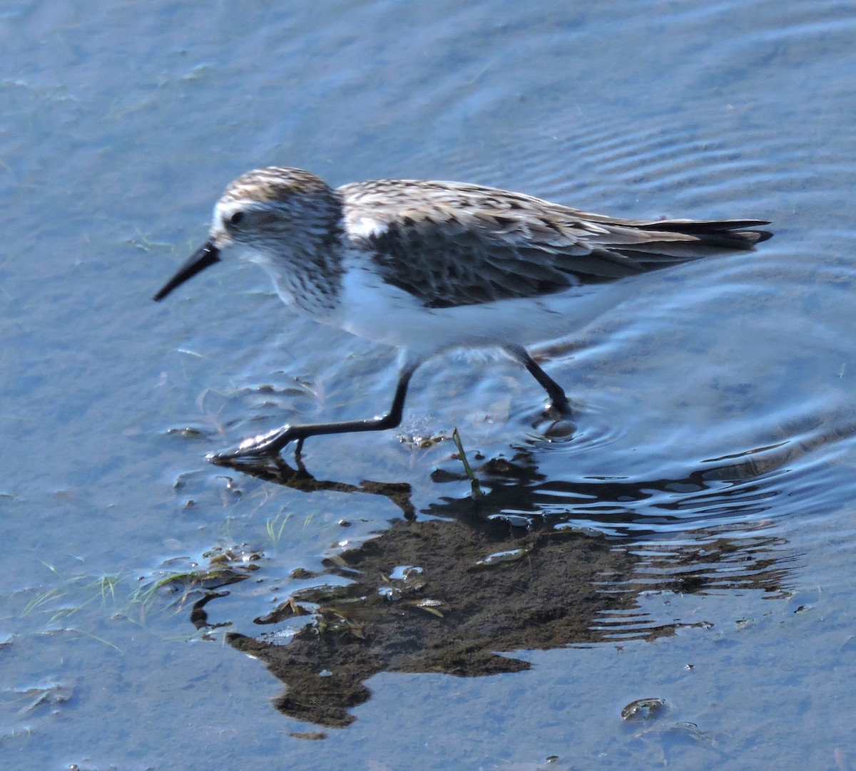 Semipalmated Sandpiper - ML619542761