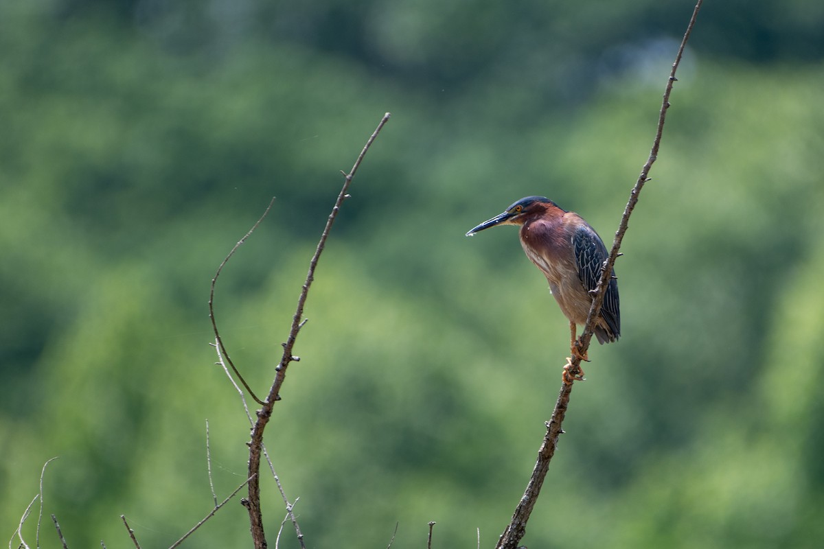 Green Heron - Kevin ODonnell