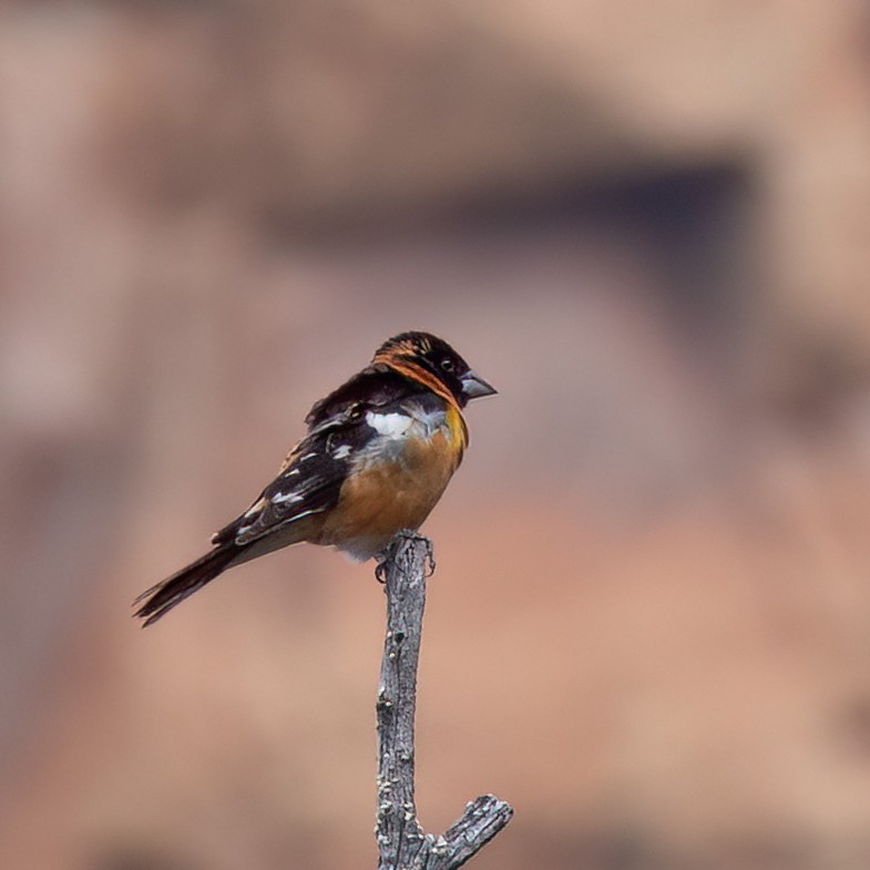 Black-headed Grosbeak - Anonymous