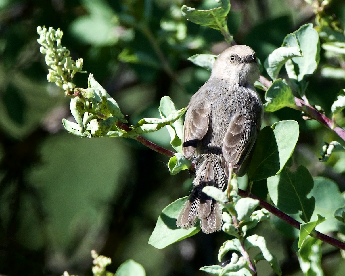 Bushtit - Julie Doerr