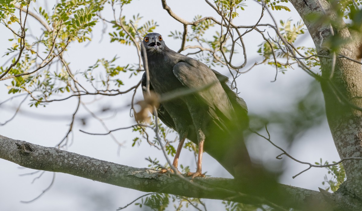 Stelzenbussard - ML619542770