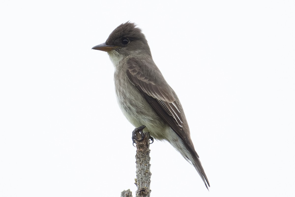 Olive-sided Flycatcher - Les Peterson